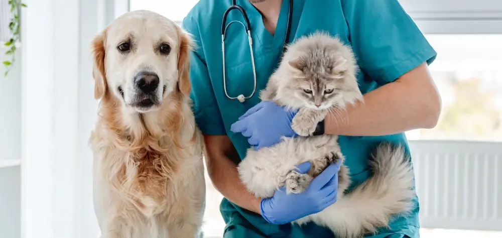 EXERCÍCIO ILEGAL DA MEDICINA VETERINÁRIA PASSA A SER CRIME NO BRASIL